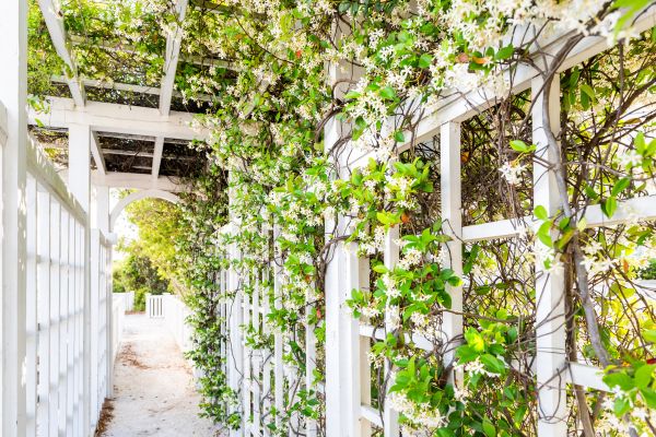 Trellis Repair in Kailua Kona