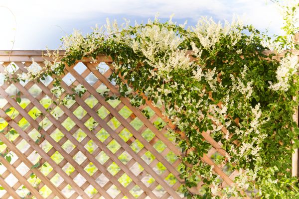 Lattice Repair in Kailua Kona