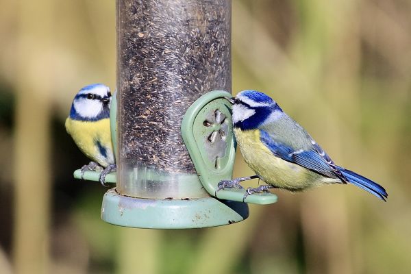 Bird Feeder Mounting Service in Kailua Kona