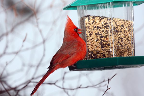 Bird Feeder Hanging in Kailua Kona
