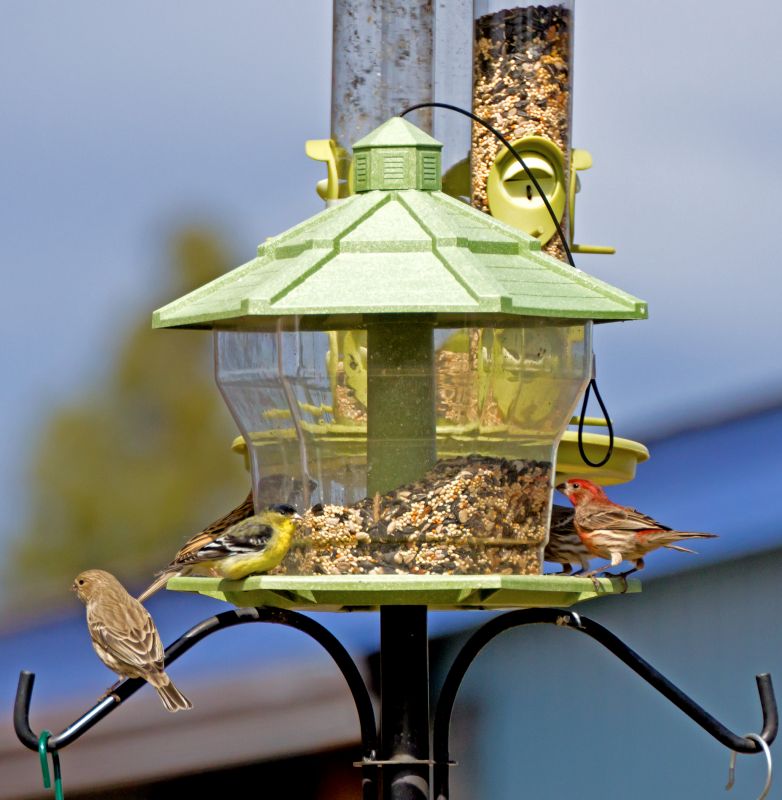 Bird Feeder Hanging