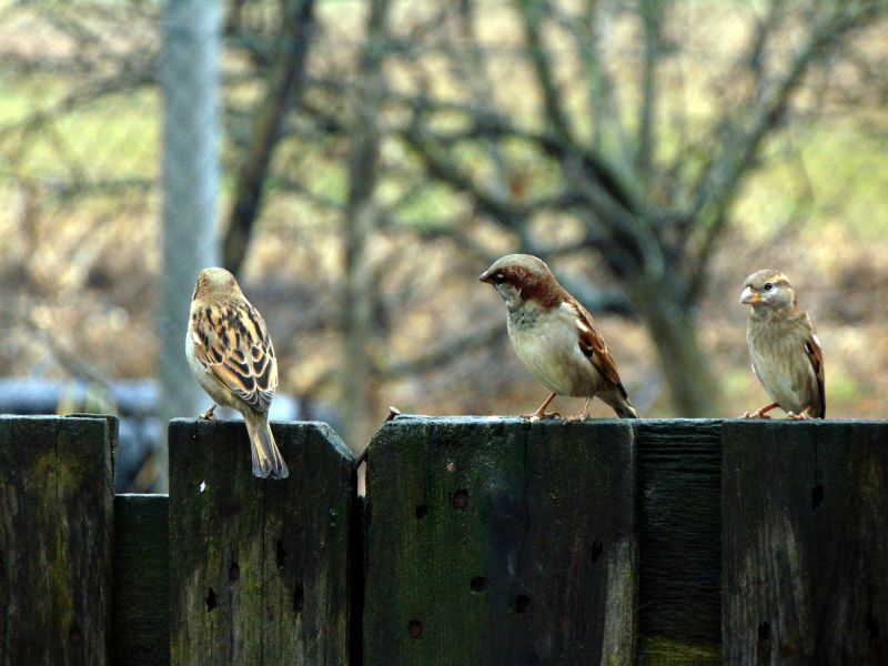 Bird Feeder Hanging